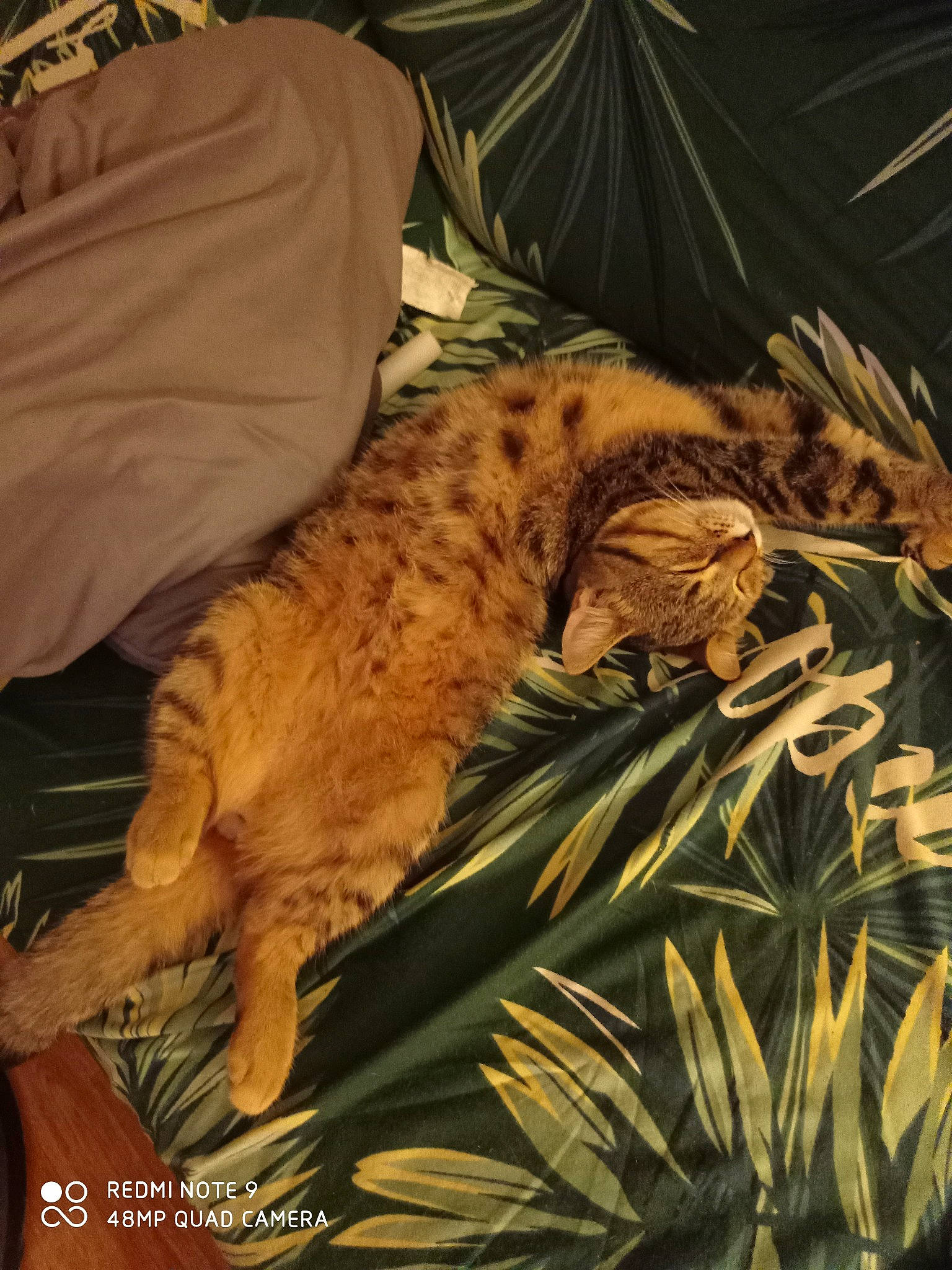 Scoubidou participe au concours pour gagner de l'argent avec cette photo : bed, big_cats, carnivore, cat, claw, comfort, domestic_short_haired_cat, fawn, felidae, fur, grass, linens, nap, plant, sleep, small_to_medium_sized_cats, tail, terrestrial_animal, whiskers, wildlife