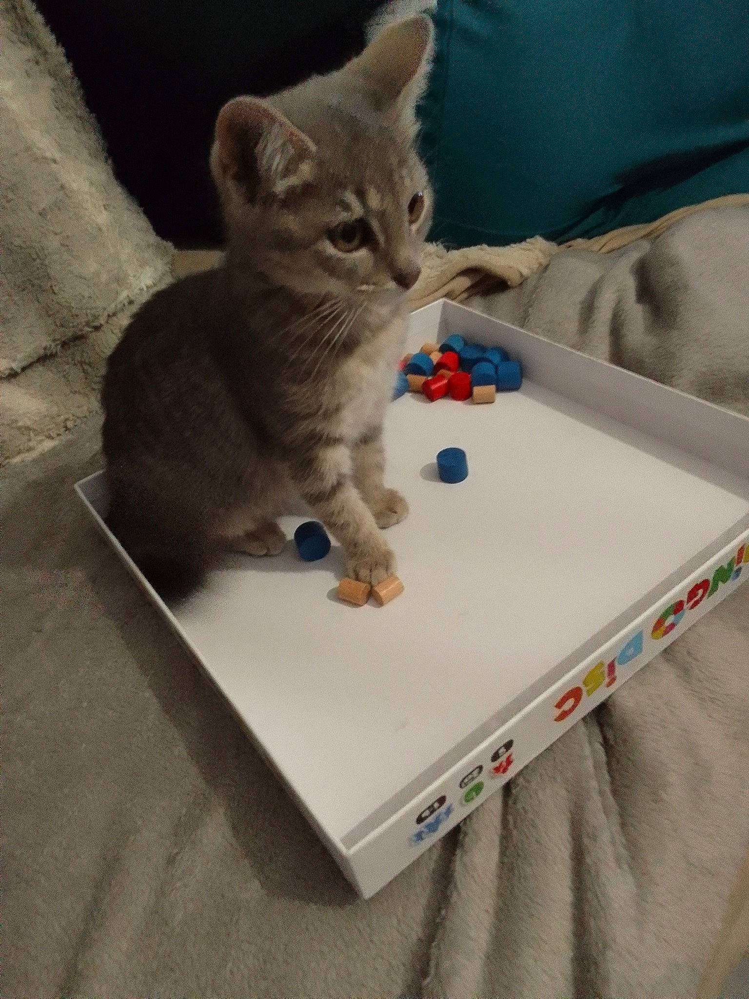 Grisou a rejoint le concours — aidez-le/la à gagner de superbes lots ! box, carnivore, cat, cat_supply, comfort, domestic_short_haired_cat, felidae, grey, paw, pet_supply, puzzle, rectangle, russian_blue, small_to_medium_sized_cats, tail, toy, whiskers