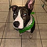 Maya a rejoint le concours — aidez-le/la à gagner de superbes lots ! dog, puppy, black_and_white, bandana, green, sitting, indoor, kitchen, tile_floor, portrait, close_up, wide_eyed, floppy_ear, upright_ear, nose, paws, pet, animal, flash_photography, home