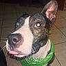 Maya a rejoint le concours — aidez-le/la à gagner de superbes lots ! dog, pet, canine, portrait, close_up, black_and_white, green_bandana, bandana, large_ears, floppy_ear, wide_eyes, flash_photography, indoor, tiled_floor, home, sitting, short_fur, white_muzzle, black_fur, funny_expression