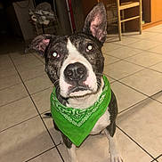 Maya participe au concours pour gagner de l'argent avec cette photo : dog, pet, black_and_white, bandana, green, sitting, indoors, kitchen, tile_floor, portrait, close_up, ears, eyes, nose, white_markings, collar, canine, animal, flash_photography, home