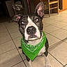dog, pet, black_and_white, bandana, green, sitting, indoors, kitchen, tile_floor, portrait, close_up, ears, eyes, nose, white_markings, collar, canine, animal, flash_photography, home