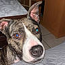 dog, brindle_dog, pet, animal, portrait, close_up, face, eyes, nose, ears, short_hair, white_markings, indoor, bedroom, bed, quilt, chair, cabinet, wood_furniture, flash_photography