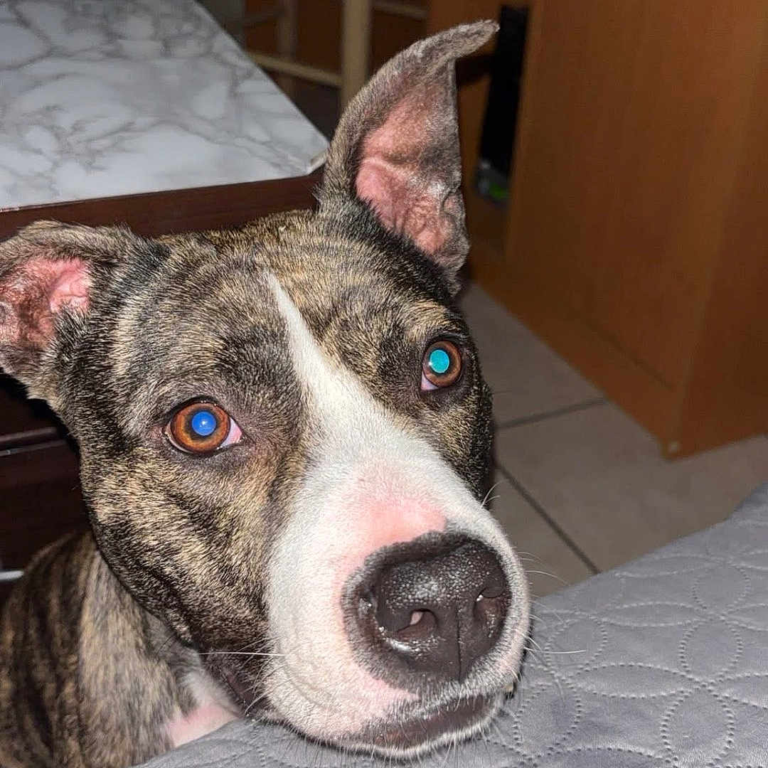 Maya participe au concours pour gagner de l'argent avec cette photo : dog, brindle_dog, pet, animal, portrait, close_up, face, eyes, nose, ears, short_hair, white_markings, indoor, bedroom, bed, quilt, chair, cabinet, wood_furniture, flash_photography