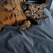 Noisette a rejoint le concours — aidez-le/la à gagner de superbes lots ! cat, tabby, pet, animal, fur, whiskers, bed, blue_bedspread, indoor, relaxed, lying_down, cute, domestic_cat, feline, paw, ears, closeup, resting, curious, eyes