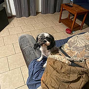 Ingrid joined the competition — help win amazing prizes! adult, animal, architecture, building, canine, couch, dog, electronics, furniture, indoors, interiordesign, livingroom, male, man, person, pet, puppy, remotecontrol, room, wood