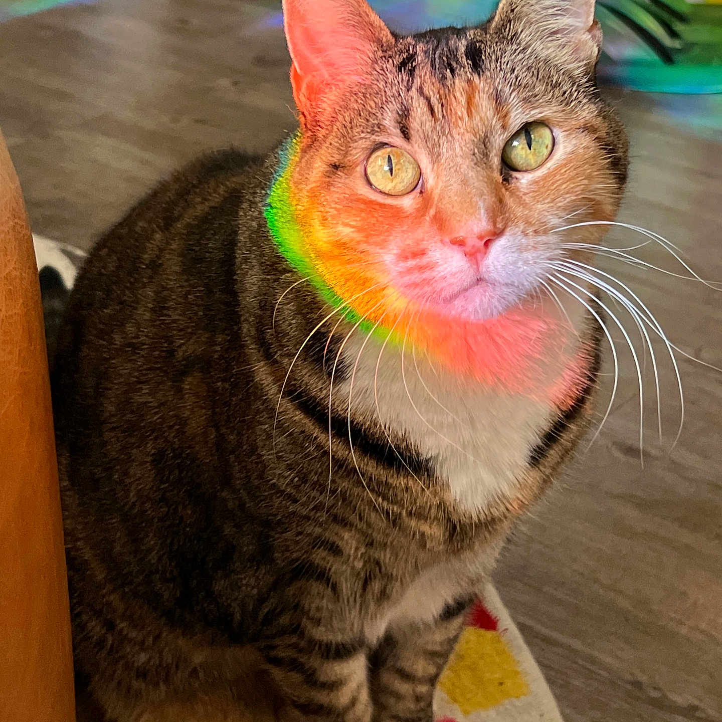 Paisley joined the competition — help win amazing prizes! cat, tabby, pet, whiskers, indoor, floor, colorful_rug, rainbow_light, fur, animal, cute, sitting, eyes, ears, paws, home, wood_floor, striped, domestic_cat, curious