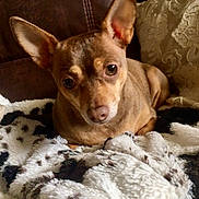 Coco is registered to the contest to win money with this photo: dog, small_dog, brown_dog, ears, blanket, furry_blanket, black_and_white, couch, leather_couch, pillow, decorative_pillow, indoor, pet, animal, cute, relaxed, looking_at_camera, cozy, fur, companion