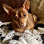 dog, small_dog, brown_dog, ears, blanket, furry_blanket, black_and_white, couch, leather_couch, pillow, decorative_pillow, indoor, pet, animal, cute, relaxed, looking_at_camera, cozy, fur, companion
