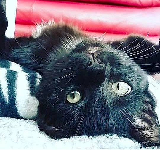 Ecko participe au concours pour gagner de l'argent avec cette photo : black_cat, bombay, carnivore, cat, claw, comfort, domestic_short_haired_cat, electric_blue, felidae, foot, fur, mammal, organism, paw, plant, small_to_medium_sized_cats, snout, tail, terrestrial_animal, whiskers