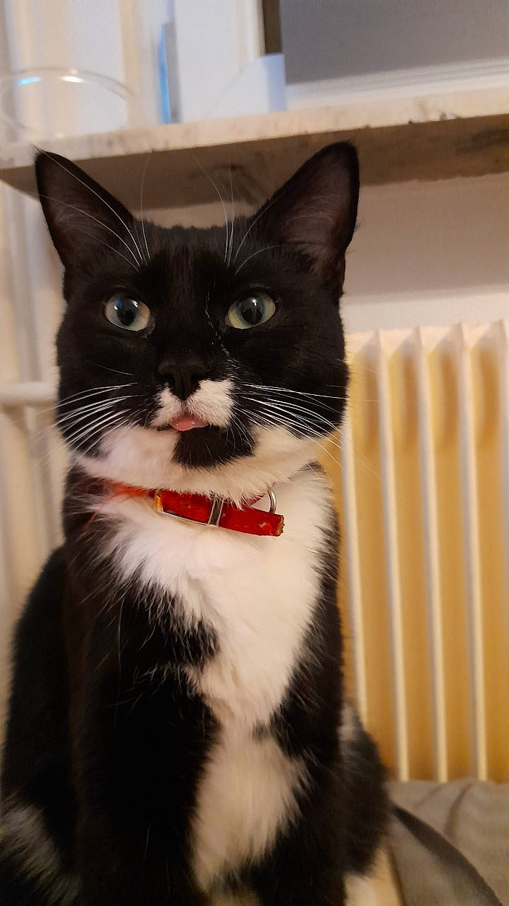 Minouchka participe au concours pour gagner de l'argent avec cette photo : black_cat, box, cardboard, carnivore, cat, collar, domestic_short_haired_cat, eye, felidae, formal_wear, fur, paw, pet_supply, sitting, small_to_medium_sized_cats, snout, tail, whiskers, window