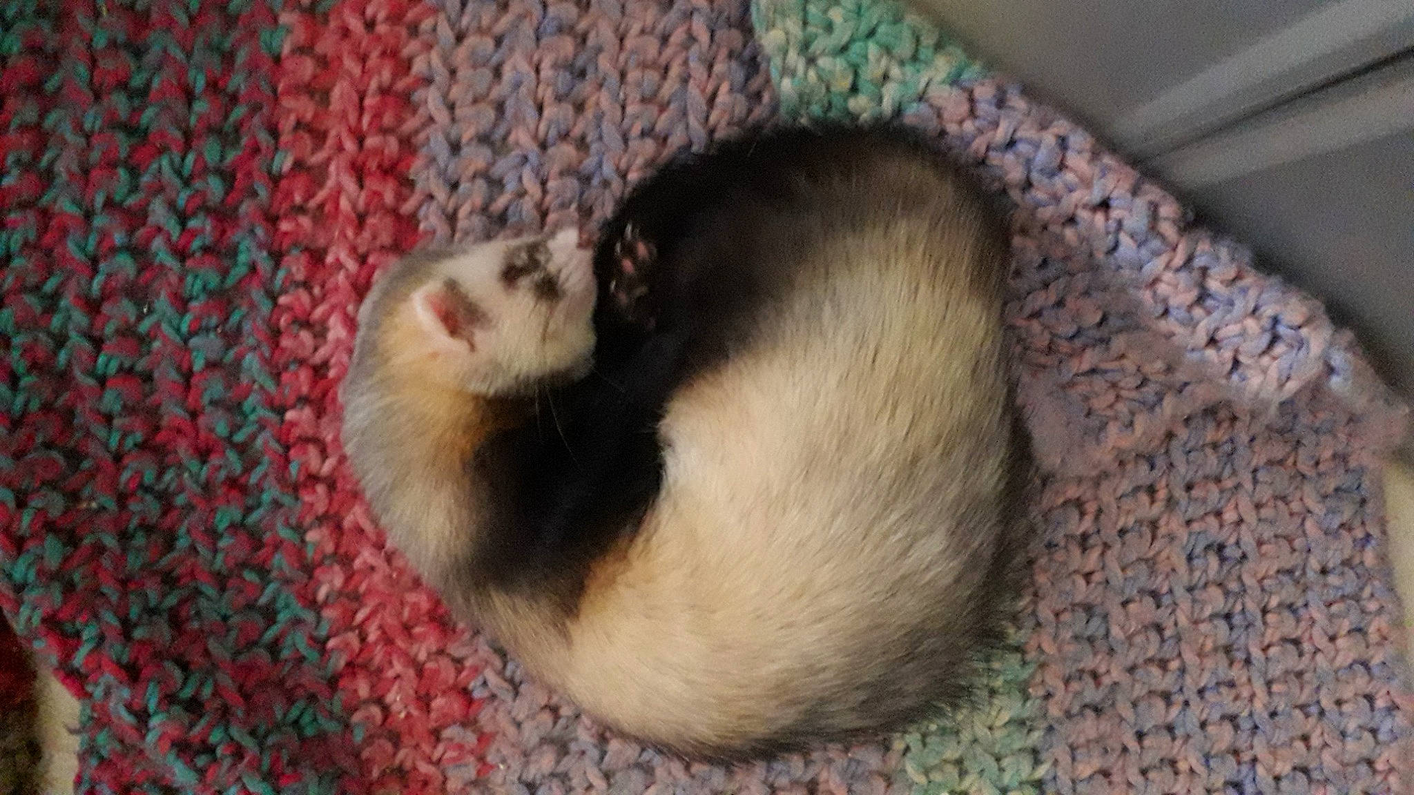 Loki a rejoint le concours — aidez-le/la à gagner de superbes lots ! black_footed_ferret, carnivore, fawn, ferret, mammal, mustelidae, mustelinae, polecat