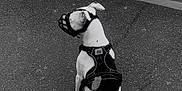 Undy participe au concours pour gagner de l'argent avec cette photo : animal, asphalt, black_and_white, calm, canine, closed_shutter, curb, daytime, dog, harness, leash, muzzle, outdoor, pet, quiet, sidewalk, sitting, street, waiting, wall