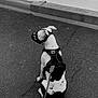 animal, asphalt, black_and_white, calm, canine, closed_shutter, curb, daytime, dog, harness, leash, muzzle, outdoor, pet, quiet, sidewalk, sitting, street, waiting, wall