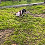 Undy participe au concours pour gagner de l'argent avec cette photo : animal, bench, canine, chewing, daylight, dog, field, grass, greenery, ground, harness, leisure, nature, outdoor, park, pet, playful, stick, sunlight, tree