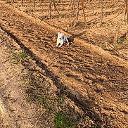 Undy a rejoint le concours — aidez-le/la à gagner de superbes lots ! animal, bare_trees, daytime, dirt_path, dog, earth, field, grass, landscape, leafless_vines, nature, outdoor, pet, resting, rural, shadows, sky, small_dog, sunny, vineyard