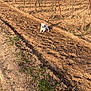 animal, bare_trees, daytime, dirt_path, dog, earth, field, grass, landscape, leafless_vines, nature, outdoor, pet, resting, rural, shadows, sky, small_dog, sunny, vineyard