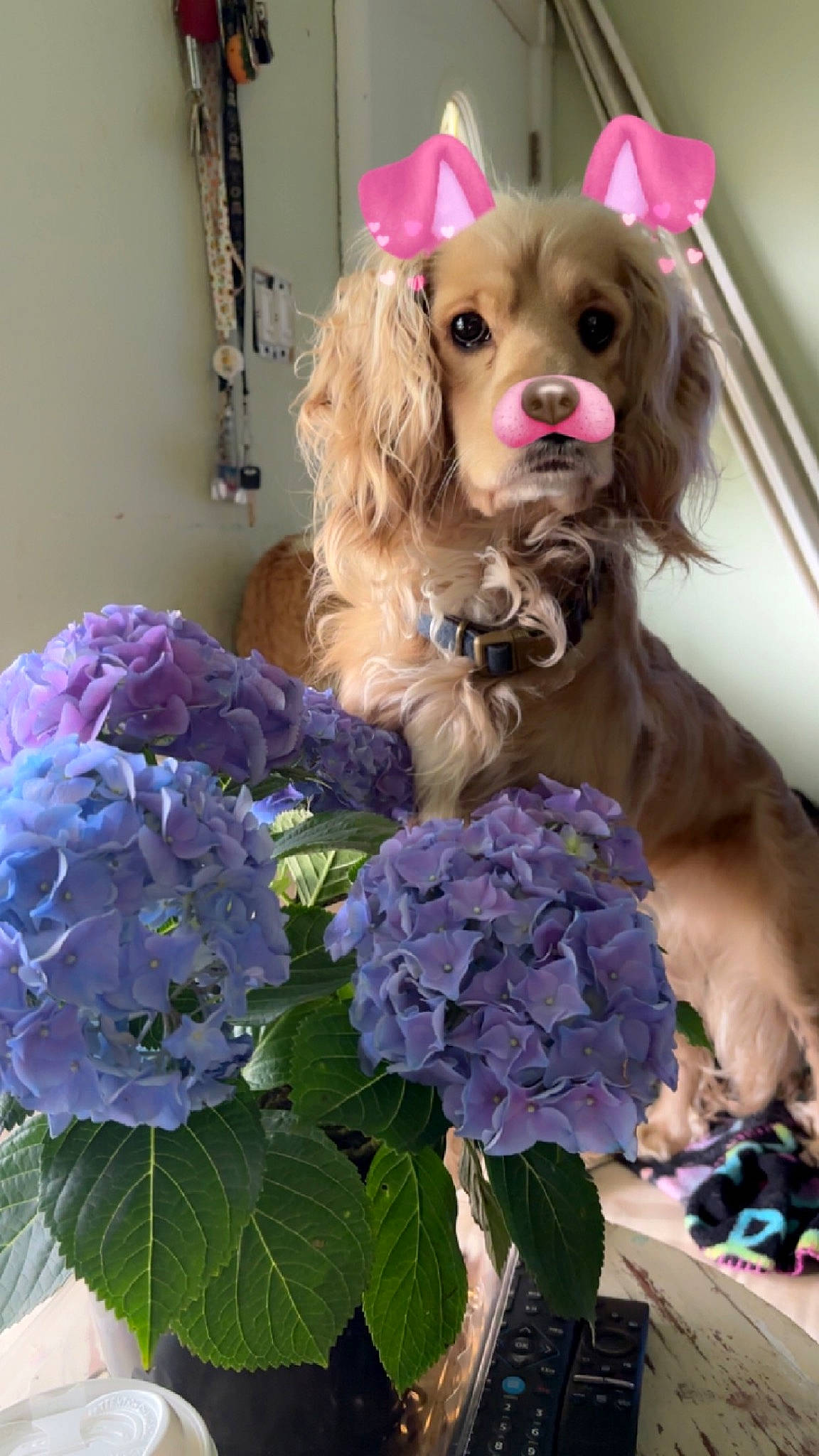 Bentley joined the competition — help win amazing prizes! annual_plant, barbie, bouquet, companion_dog, dog_breed, dog_supply, fawn, flower, flower_arranging, fur, iris, liver, petal, pink, plant, purple, toy, toy_dog, violet, wig