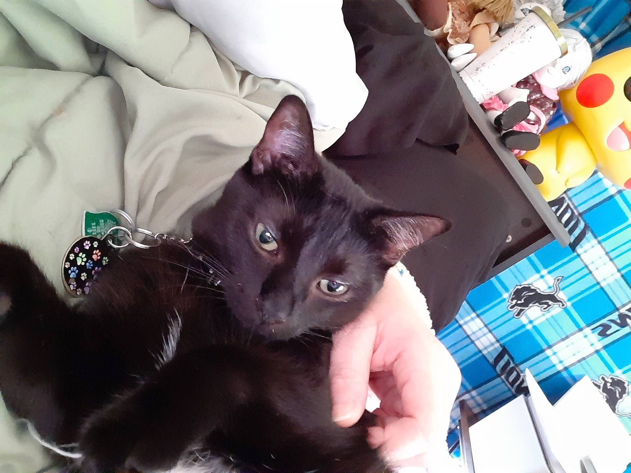 Luna May joined the competition — help win amazing prizes! black_cat, bombay, carnivore, cat, comfort, domestic_short_haired_cat, ear, electric_blue, fashion_accessory, felidae, fur, gesture, havana_brown, plant, small_to_medium_sized_cats, snout, whiskers