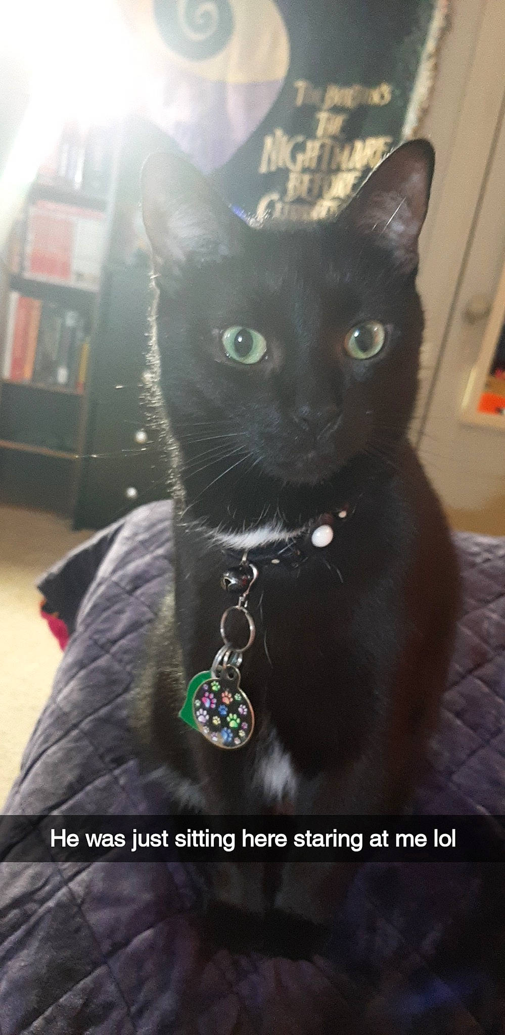 Luna May joined the competition — help win amazing prizes! body_jewelry, bombay, bookcase, carnivore, cat, collar, domestic_short_haired_cat, electric_blue, fashion_accessory, felidae, fur, jewellery, jewelry_making, pet_supply, photo_caption, shelf, sleeve, small_to_medium_sized_cats, snout, whiskers