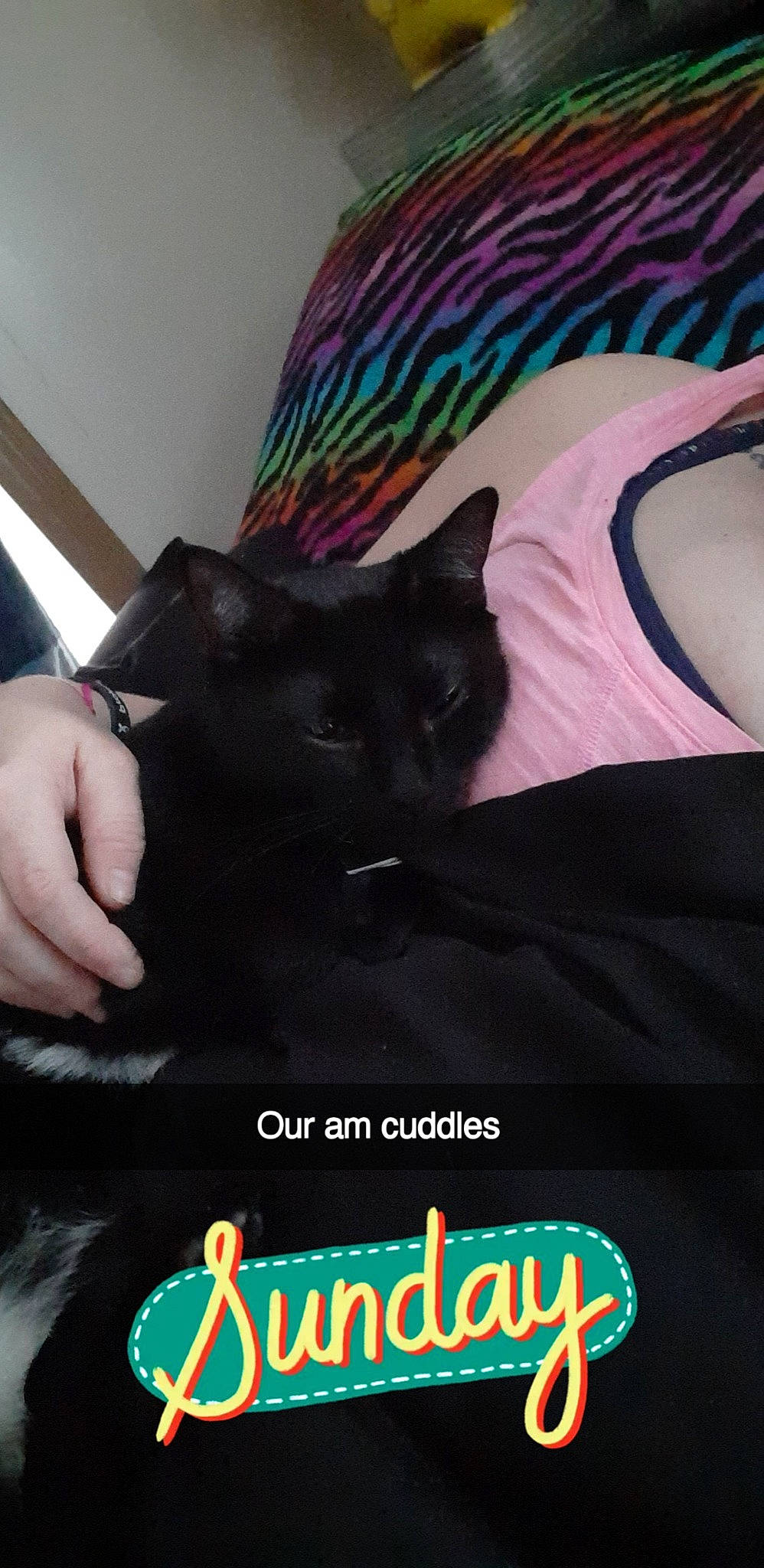 Luna May is registered to the contest to win money with this photo: black_cat, carnivore, cat, comfort, cool, felidae, font, formal_wear, fur, gesture, linens, logo, magenta, neck, photo_caption, sleeve, small_to_medium_sized_cats, t_shirt, tail, whiskers