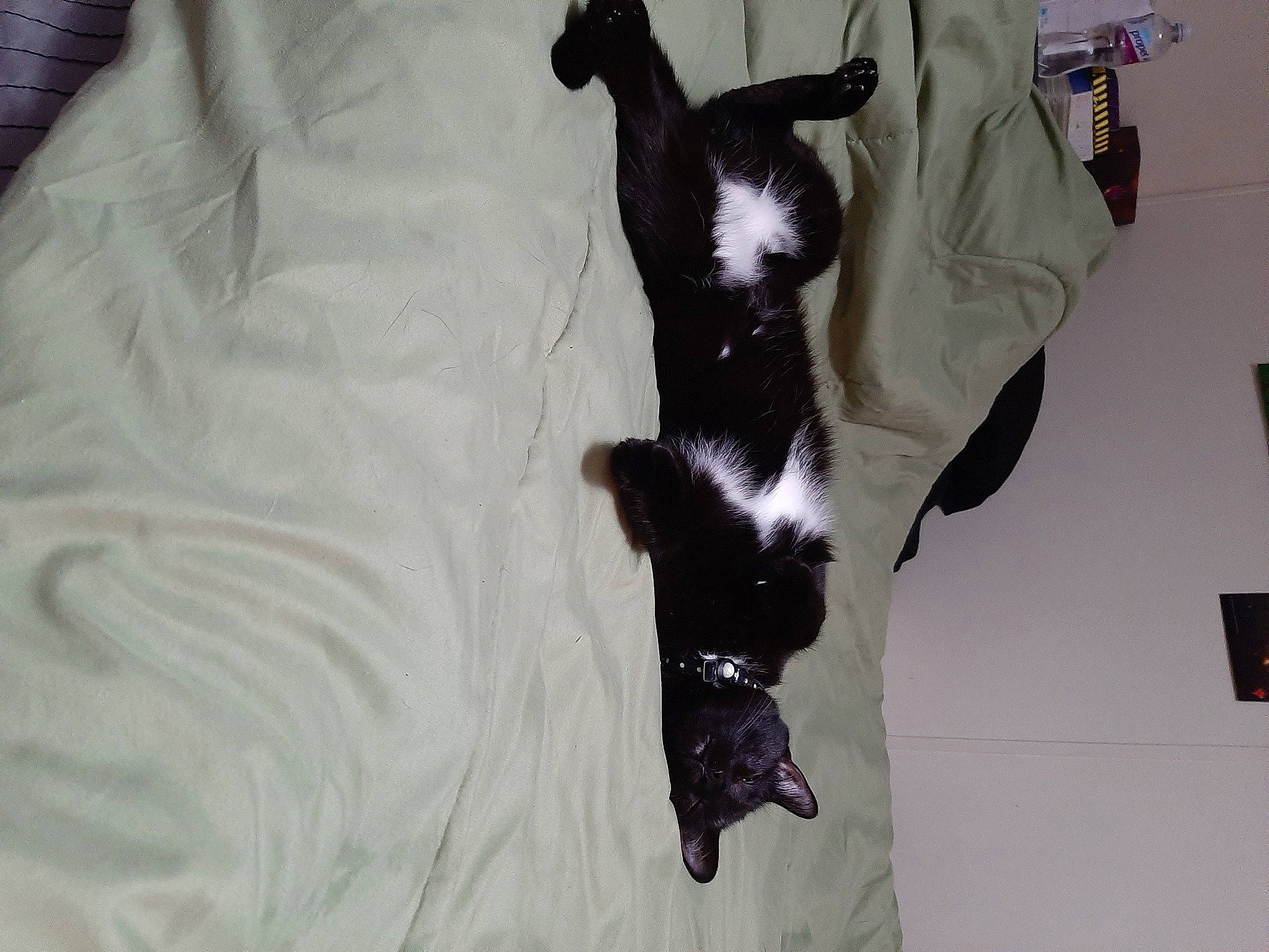 Luna May joined the competition — help win amazing prizes! bed, black_cat, carnivore, cat, comfort, companion_dog, couch, dog_breed, domestic_short_haired_cat, fawn, felidae, fur, hardwood, human_leg, linens, small_to_medium_sized_cats, snout, tail, tree, whiskers