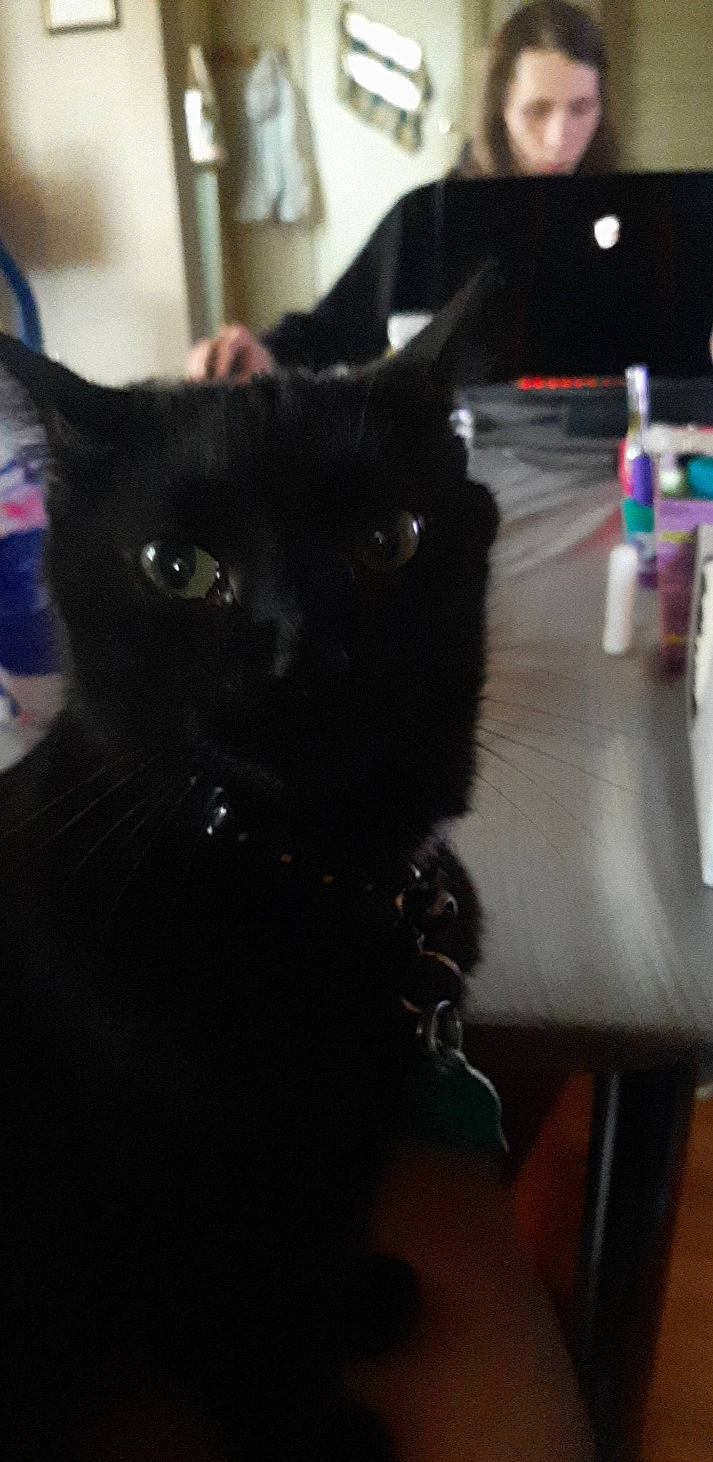 Luna May is registered to the contest to win money with this photo: black_cat, bombay, carnivore, cat, domestic_short_haired_cat, ear, felidae, fur, iris, small_to_medium_sized_cats, snout, tail, terrestrial_animal, whiskers