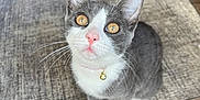 Lillie is registered to the contest to win money with this photo: bell, candy_cane, carpet, cat, close_up, collar, curious, cute, decorations, domestic_animal, feline, floor, glass_door, golden_eyes, grey_cat, indoor, looking_up, pet, whiskers, white_cat