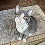 bell, candy_cane, carpet, cat, close_up, collar, curious, cute, decorations, domestic_animal, feline, floor, glass_door, golden_eyes, grey_cat, indoor, looking_up, pet, whiskers, white_cat