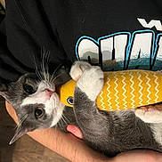 Lillie is registered to the contest to win money with this photo: animal, arms, black_shirt, cat, close_up, cute, feline, fish_toy, gray_cat, holding, indoor, kitten, person, pet, playful, soft_toy, text_on_shirt, toy, whiskers, white_cat