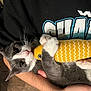 animal, arms, black_shirt, cat, close_up, cute, feline, fish_toy, gray_cat, holding, indoor, kitten, person, pet, playful, soft_toy, text_on_shirt, toy, whiskers, white_cat
