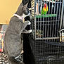 Lillie joined the competition — help win amazing prizes! animal_interaction, avian, bird, bird_perch, cage, cat, closeup, colorful_bird, countertop, curiosity, domestic, feline, gray_cat, household, indoor, metal_bars, pet, pink_collar, side_view, white_paws