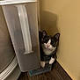 Lillie is registered to the contest to win money with this photo: animal, beige_wall, bell, cat, collar, container, corner, curious, cute, dry_food, feline, floor, household, indoor, looking_up, paws, pet, tuxedo_cat, whiskers, wood_floor