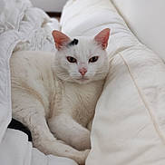 Titi a rejoint le concours — aidez-le/la à gagner de superbes lots ! animal, bed, blanket, cat, closeup, cozy, cute, domestic_animal, ears, feline, fur, indoor, pet, pink_nose, relaxed, resting, sleepy, soft, whiskers, white_cat