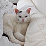 animal, bed, blanket, cat, closeup, cozy, cute, domestic_animal, ears, feline, fur, indoor, pet, pink_nose, relaxed, resting, sleepy, soft, whiskers, white_cat