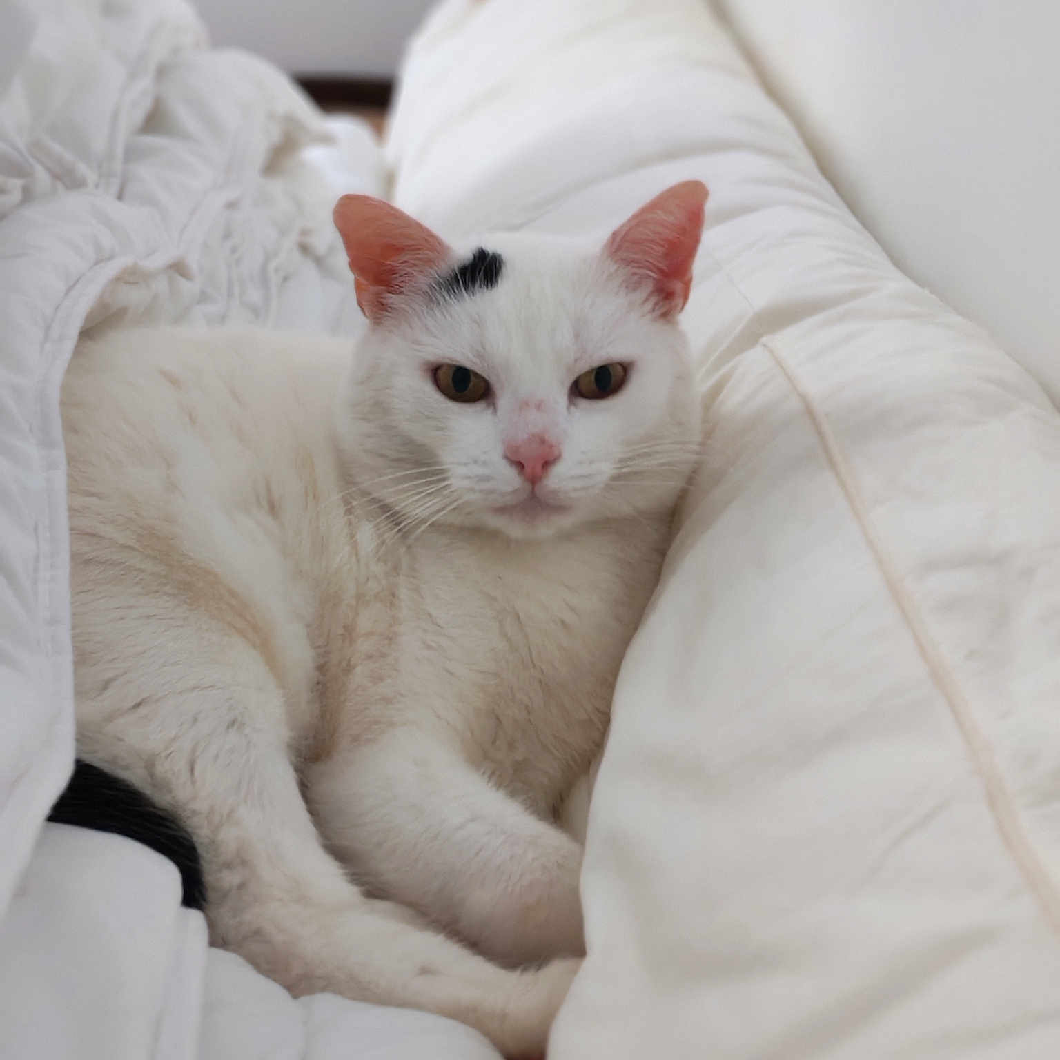 Titi a rejoint le concours — aidez-le/la à gagner de superbes lots ! animal, bed, blanket, cat, closeup, cozy, cute, domestic_animal, ears, feline, fur, indoor, pet, pink_nose, relaxed, resting, sleepy, soft, whiskers, white_cat