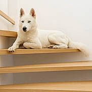 Loulou a rejoint le concours — aidez-le/la à gagner de superbes lots ! animal, blue_eyes, calm, companion, cute, dog, domestic_animal, home, indoor, minimalist, modern_interior, pet, portrait, quiet, relaxing, resting, stairs, turtle_figurine, white_dog, wooden_stairs