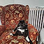 cat, black_cat, white_paws, floral_chair, armchair, vintage_furniture, relaxed_pose, indoor, pet, feline, whiskers, yellow_eyes, radiator, wall, cozy, home, animal, sitting, fur, cute