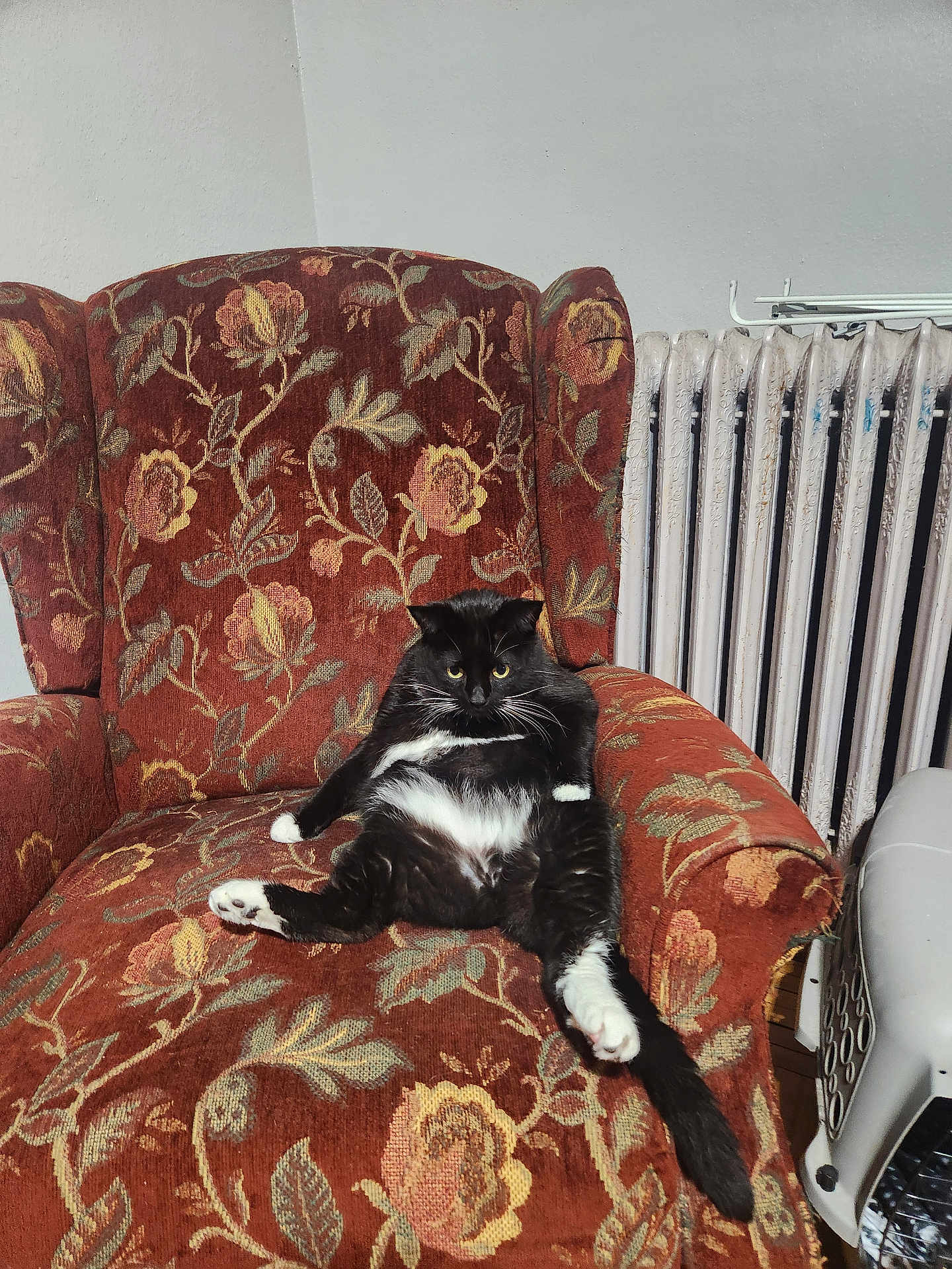 Caesar joined the competition — help win amazing prizes! cat, black_cat, white_paws, floral_chair, armchair, vintage_furniture, relaxed_pose, indoor, pet, feline, whiskers, yellow_eyes, radiator, wall, cozy, home, animal, sitting, fur, cute