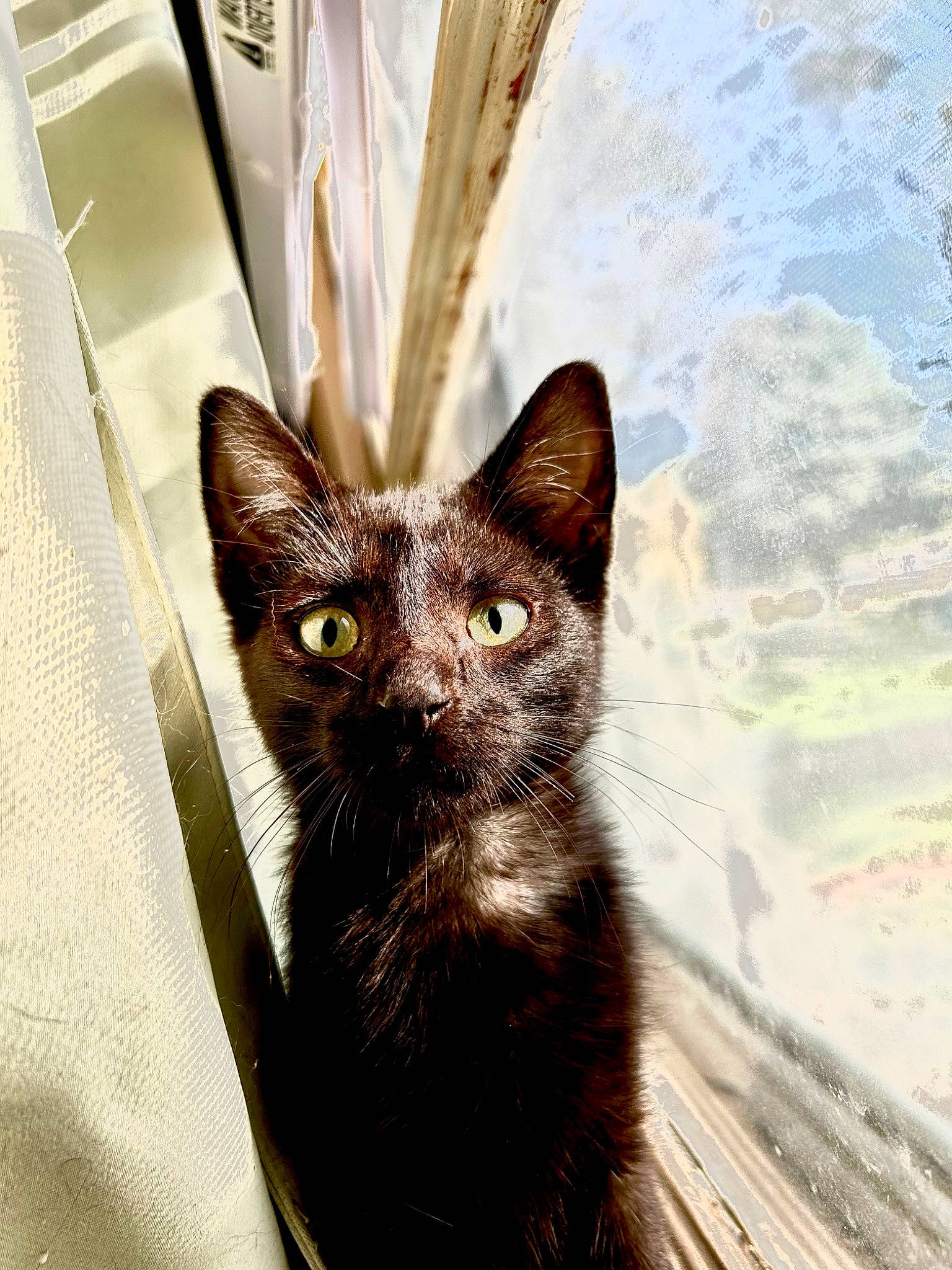 Buffy
