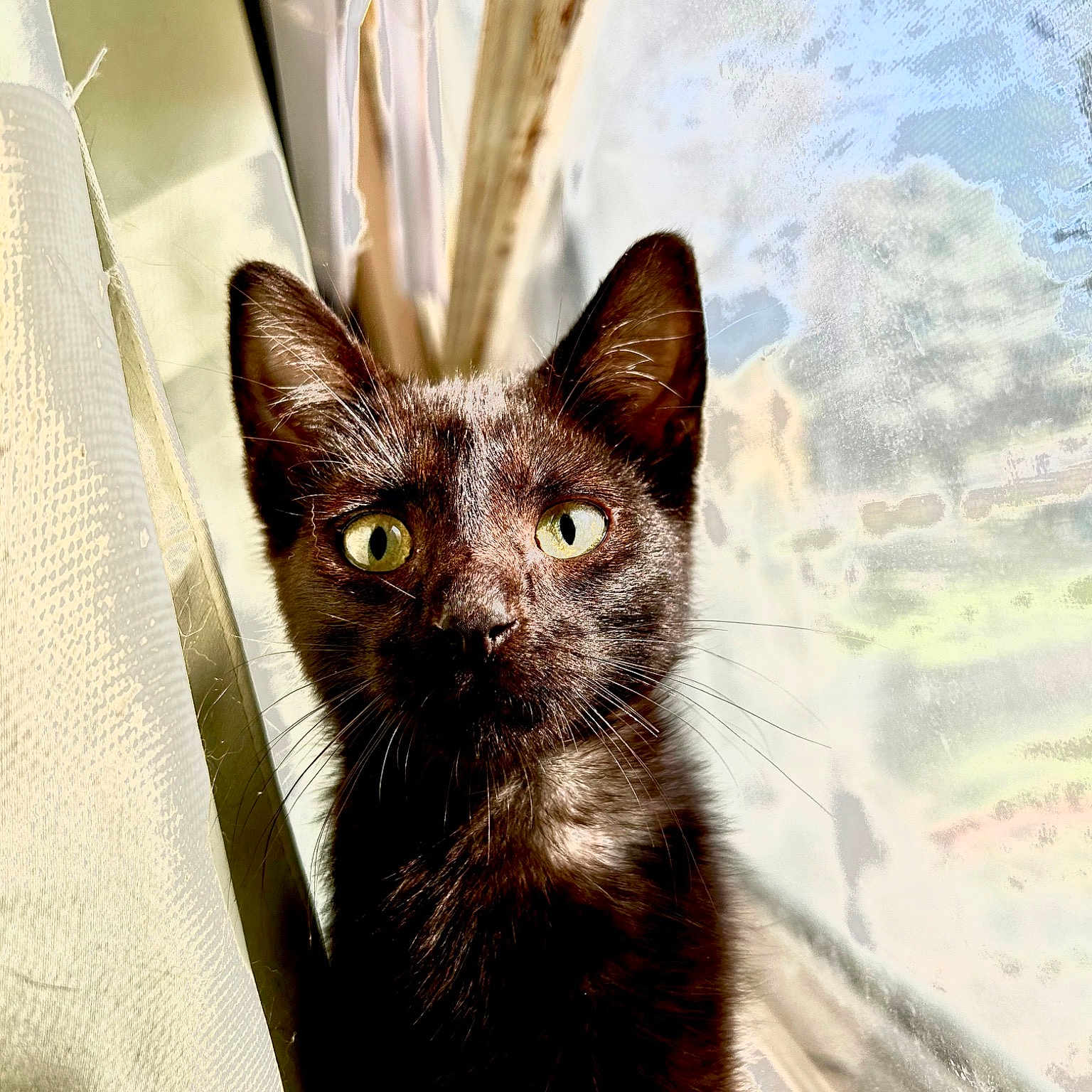 Buffy