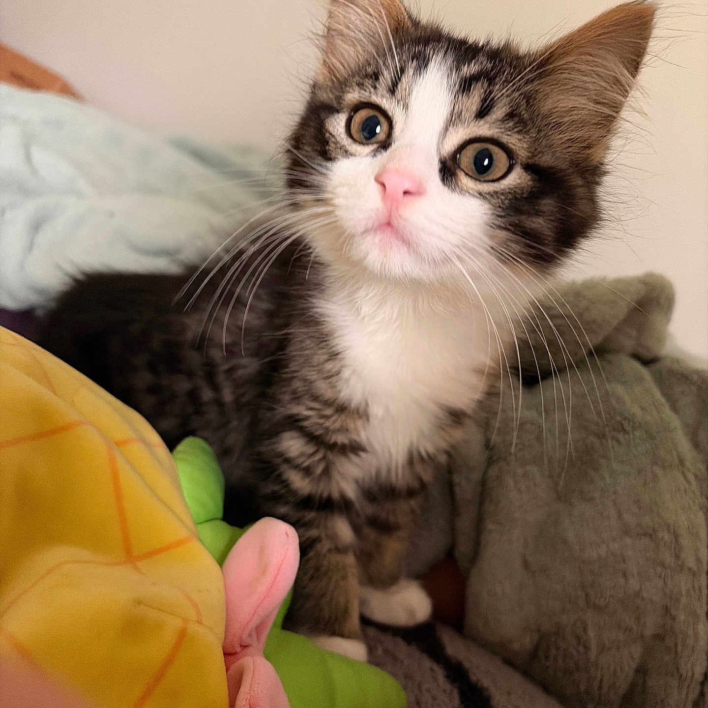 Biscuit