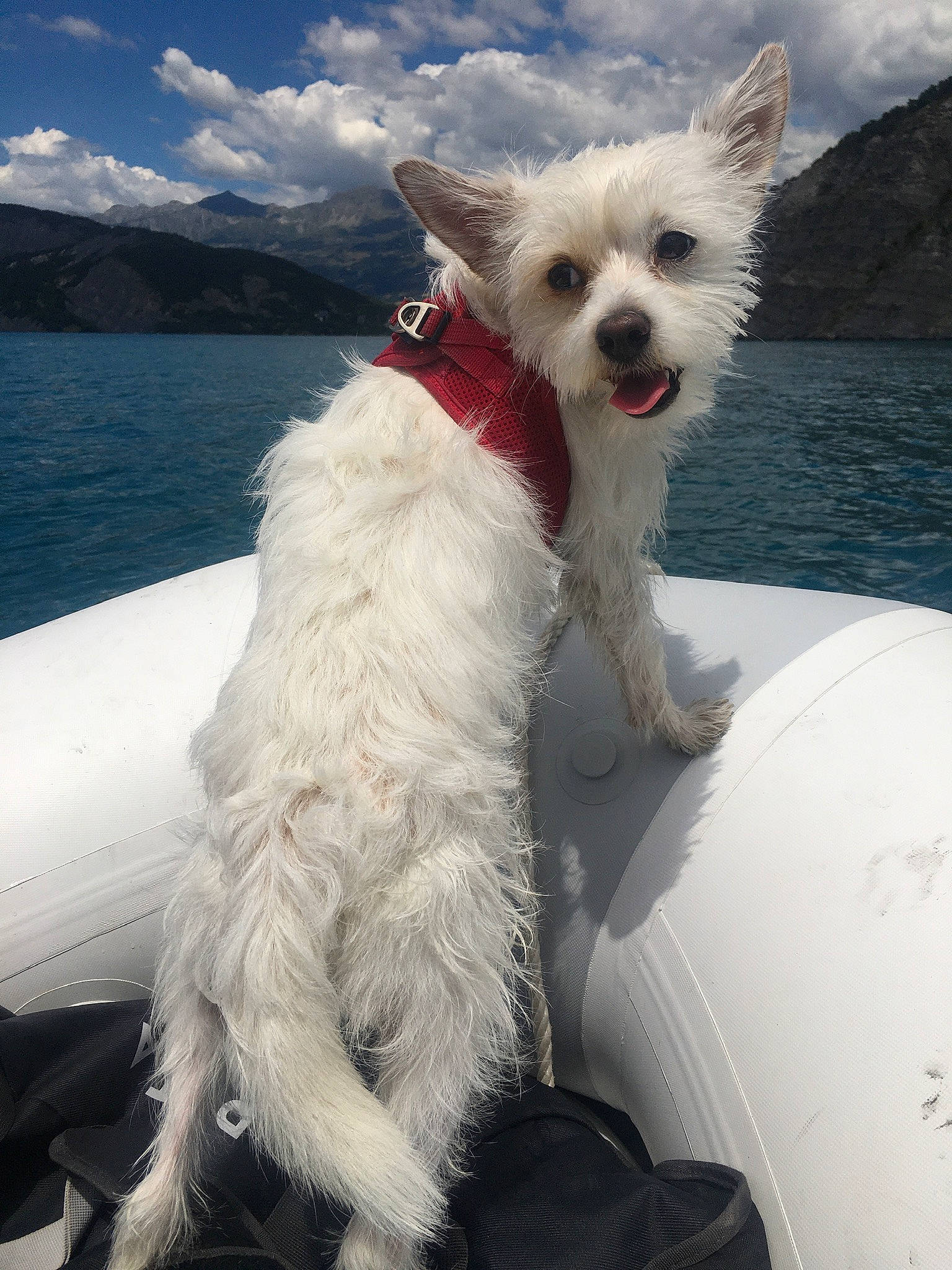 Pili a rejoint le concours — aidez-le/la à gagner de superbes lots ! canidae, carnivore, cloud, collar, companion_dog, dog, dog_breed, dog_collar, dog_supply, lake, ocean, sky, small_terrier, sporting_group, toy_dog, vehicle, water, white, wind, working_animal