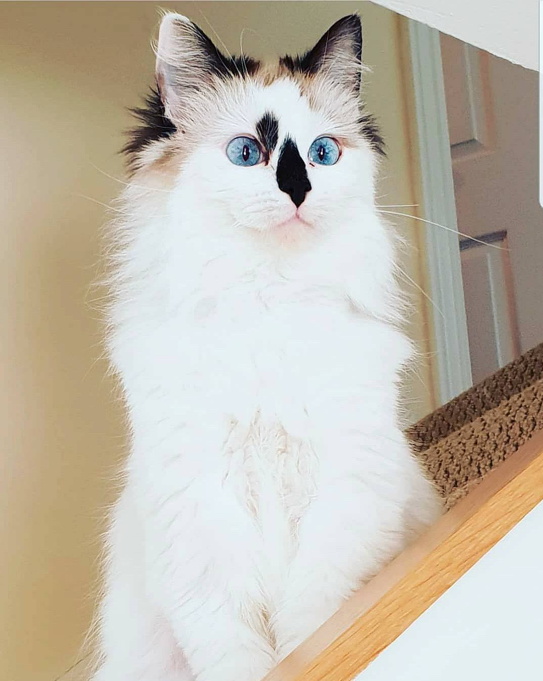 Kitty joined the competition — help win amazing prizes! carnivore, cat, domestic_short_haired_cat, felidae, fur, paw, pet_supply, rectangle, small_to_medium_sized_cats, snout, tail, terrestrial_animal, whiskers, window