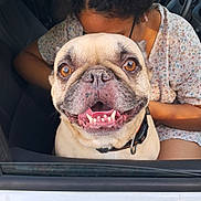 Cannelle participe au concours pour gagner de l'argent avec cette photo : dog, pug, smiling_dog, car, window, person, floral_shirt, seated, pet, happy, animal, inside_car, brown_eyes, collar, closeup, cute, domestic_animal, face, vehicle, daylight