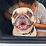 dog, pug, smiling_dog, car, window, person, floral_shirt, seated, pet, happy, animal, inside_car, brown_eyes, collar, closeup, cute, domestic_animal, face, vehicle, daylight