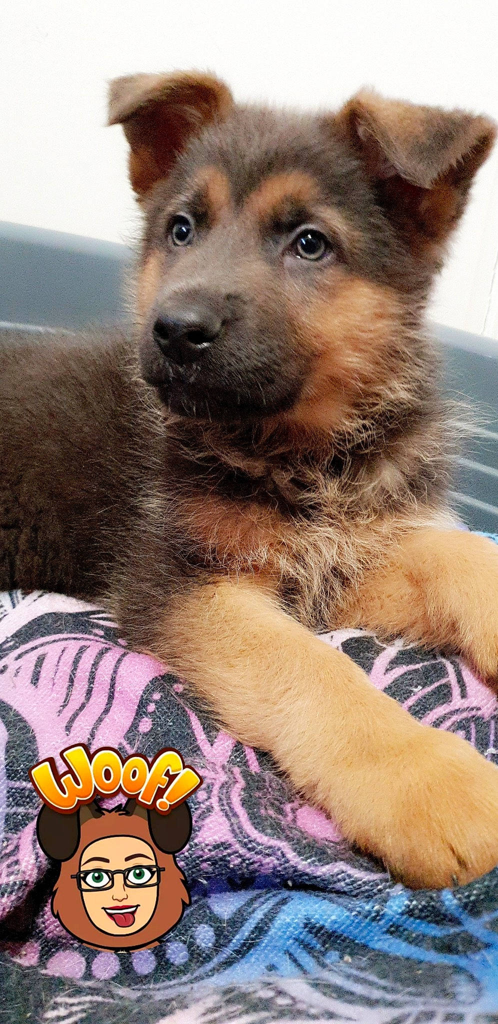 Oscar participe au concours pour gagner de l'argent avec cette photo : bohemian_shepherd, canidae, carnivore, dog, dog_breed, east_european_shepherd, fawn, german_shepherd_dog, headwear, herding_dog, joy, king_shepherd, kunming_wolfdog, mammal, old_german_shepherd_dog, person, puppy, rare_breed_dog, shiloh_shepherd_dog, snout