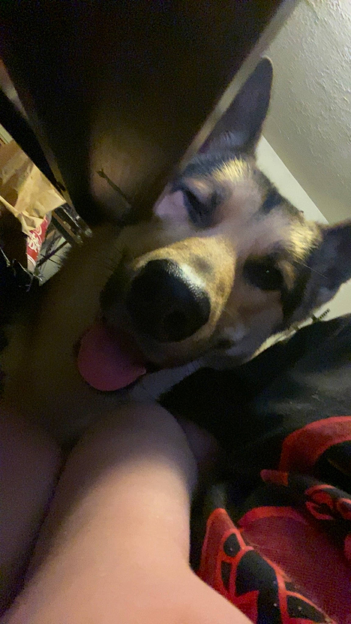 Adonis joined the competition — help win amazing prizes! canidae, canis, carnivore, comfort, companion_dog, dog, dog_breed, foot, fur, human_leg, nap, non_sporting_group, paw, siberian_husky, sitting, sporting_group, thigh, whiskers, working_animal, working_dog