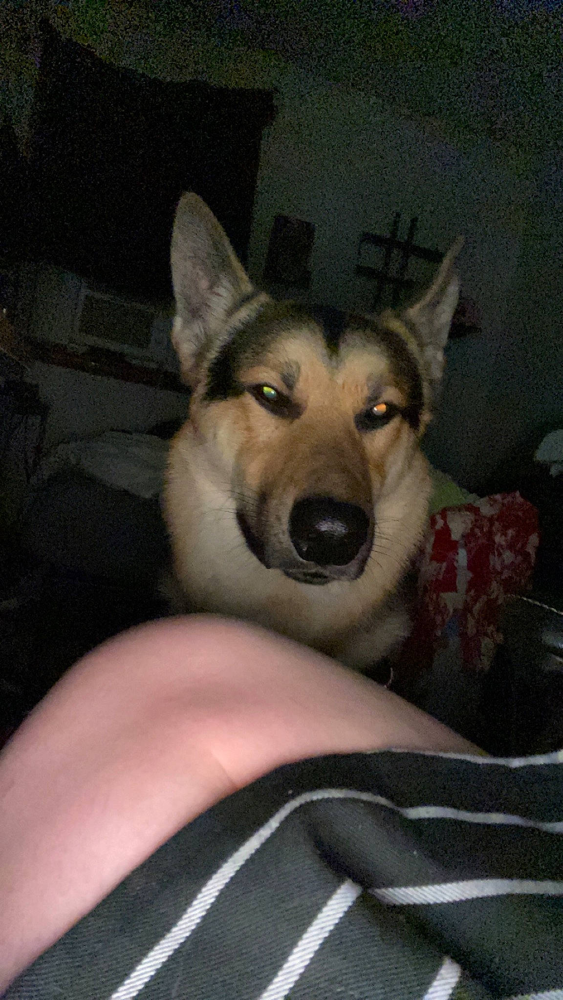 Adonis is registered to the contest to win money with this photo: ancient_dog_breeds, canidae, canis, carnivore, comfort, companion_dog, dog, dog_breed, ear, fawn, fur, non_sporting_group, sitting, sled_dog, snout, sporting_group, terrestrial_animal, whiskers, working_animal, working_dog