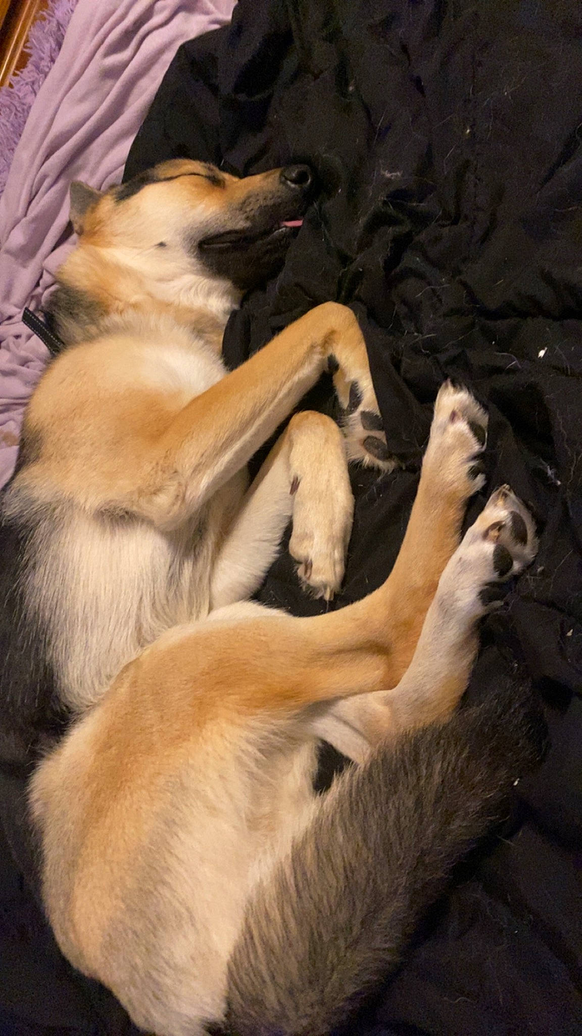 Adonis is registered to the contest to win money with this photo: canidae, carnivore, comfort, companion_dog, dog, dog_breed, fawn, fur, nap, paw, sleep, sporting_group, street_dog, terrestrial_animal, wildlife, working_dog